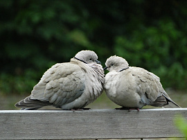 Играющие и целующиеся голуби - фото №10