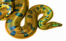 Боа змей - фото №6