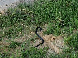 Змея или червь, покидающие труп - фото №19