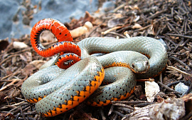 Змея ядовитая - фото №8