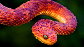 Змея - фото №1