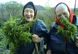 Бабка (растительный корень) - фото №3