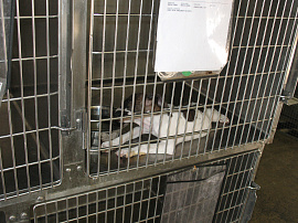 Убийство животного или помещение животного в клетку - фото №5