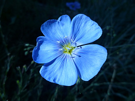Голубые цветы - фото №9