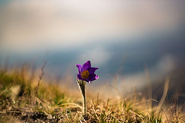 Одинокий цветок - фото №2