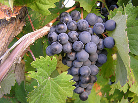 Черный виноград - фото №8