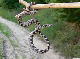 Змея обвивается кольцами - фото №13