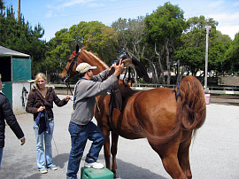 Взнуздать коня (запрячь, конь, лошадь) - фото №11