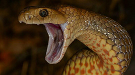 Змея со своим хвостом во рту - фото №10