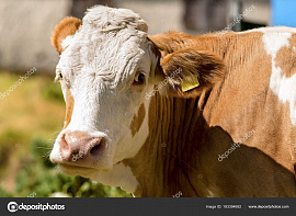 Комолая корова - фото №7